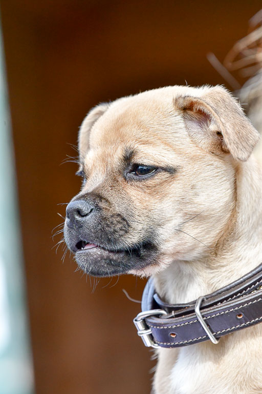 Reitsportzentrum Bremervörde 04. 2021 | Bremervörde Impressionen_47 