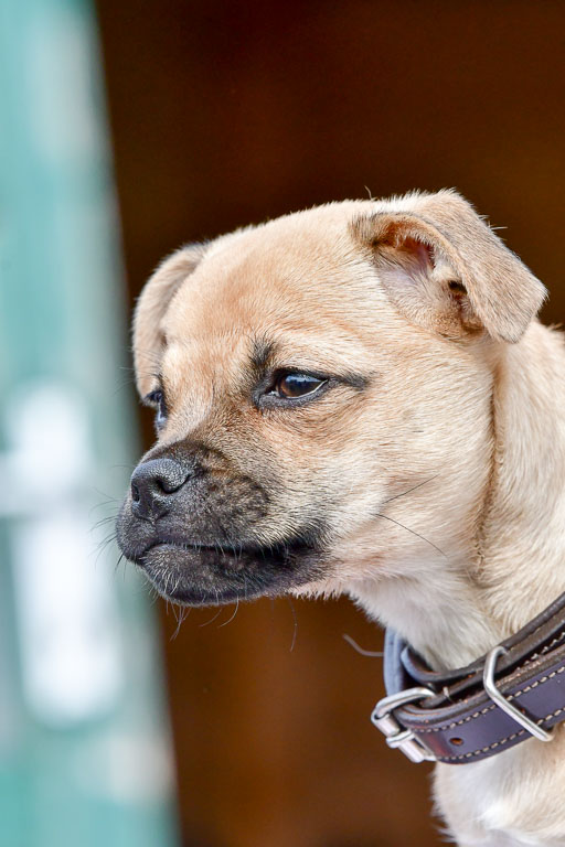 Reitsportzentrum Bremervörde 04. 2021 | Bremervörde Impressionen_48 