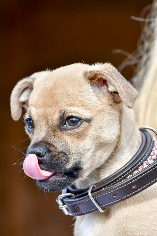 Reitsportzentrum Bremervörde 04. 2021 | Bremervörde Impressionen_49 