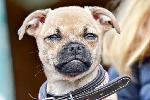 Reitsportzentrum Bremervörde 04. 2021 | Bremervörde Impressionen_50 