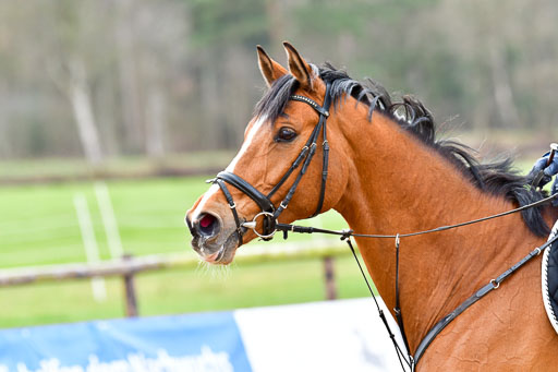 Reitsportzentrum Bremervörde 8.4.21 | 080421 Punktespring A JUN_131 