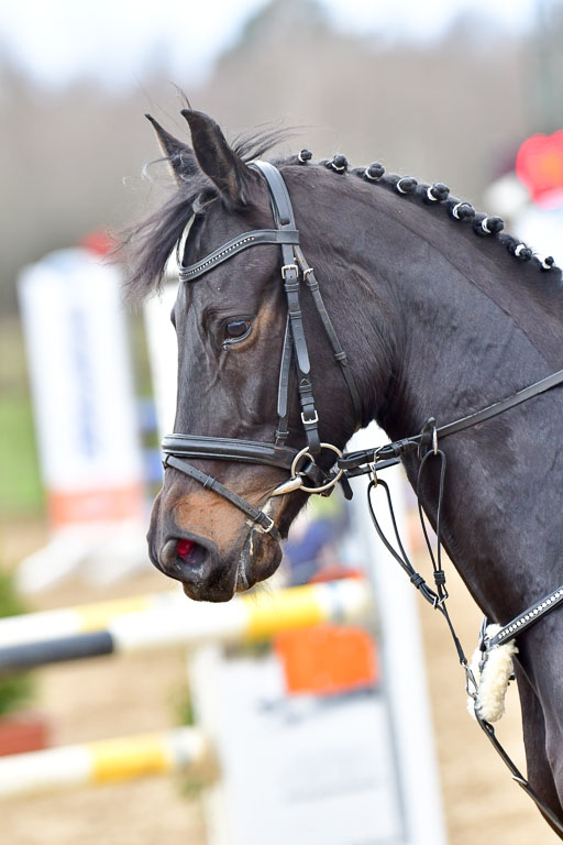 Reitsportzentrum Bremervörde  8.4.21 | 080421 Punktespring A _057 