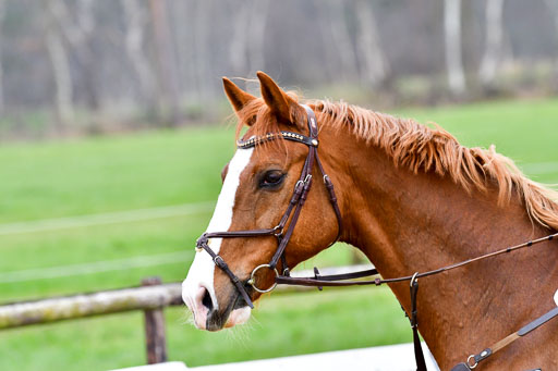 Reitsportzentrum Bremervörde 9.4.21 | 090421 Springen A++_232 