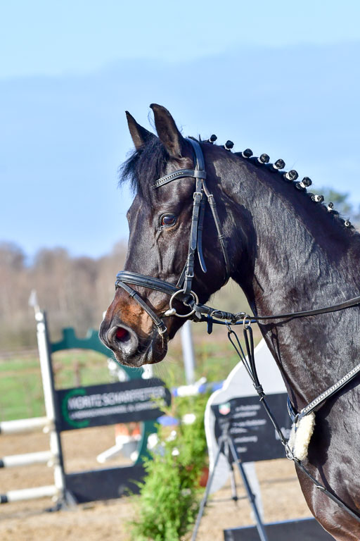 Reitsportzentrum Bremervörde 8.4.21 | 080421 STil A JUN_142 