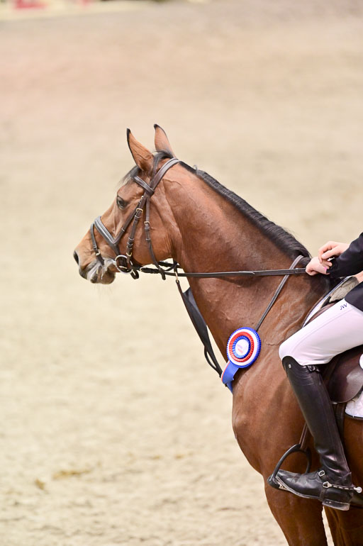 SH Holstein International  21-24.10.2021 Neumünster | Pfg 6 Last Chance  Silber  Tour _297 