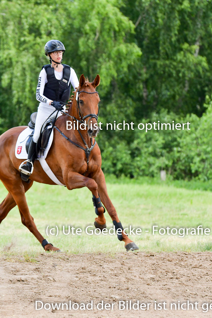 Goldene Schärpe Pferde  in Löningen  11+12.6.22 | 11062022 - Gelände 394 Abt 