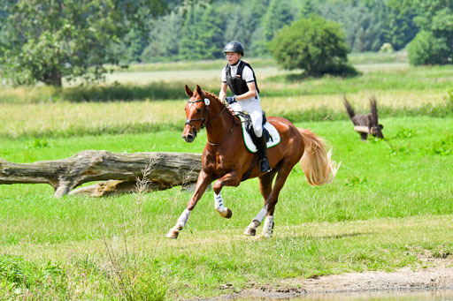 Goldene Schärpe PFerde  in Löningen  11+12.6.22 | 11062022 - Gelände 132 Abt 