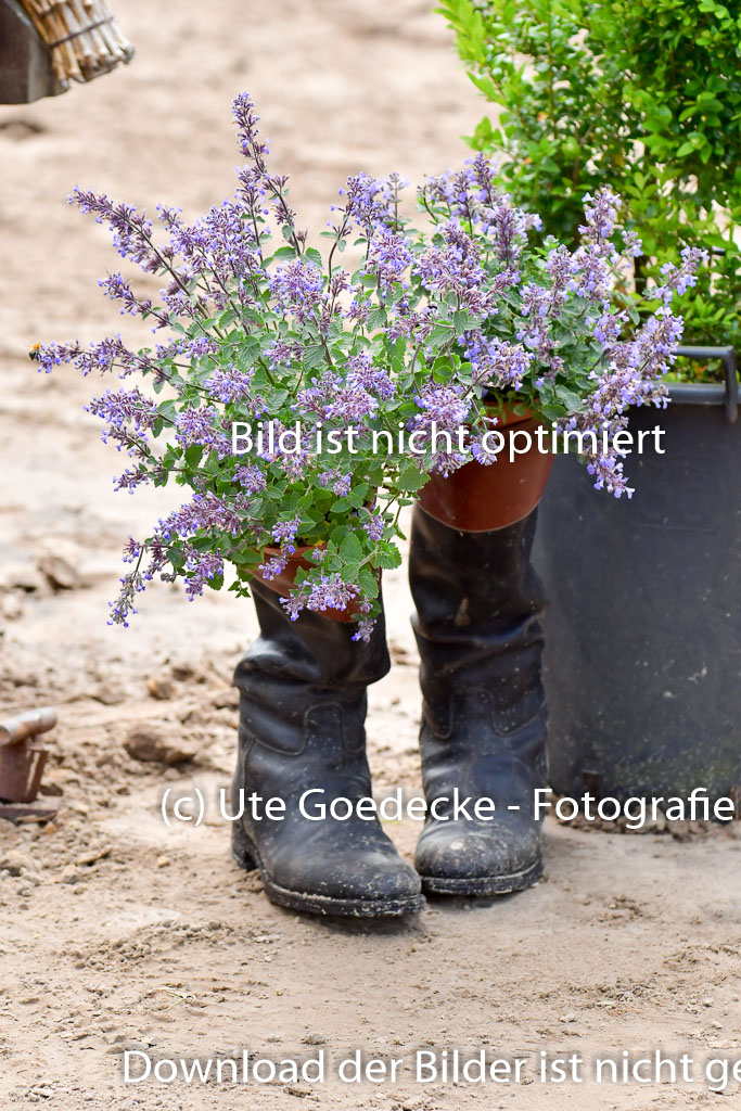 Goldene Schärpe PFerde  in Löningen  11+12.6.22 | 22062022 Impressionen_061 