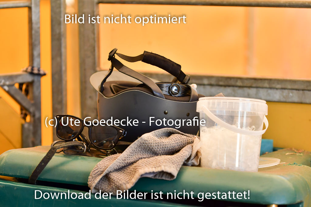 Goldene Schärpe PFerde  in Löningen  11+12.6.22 | 22062022 Impressionen_071 