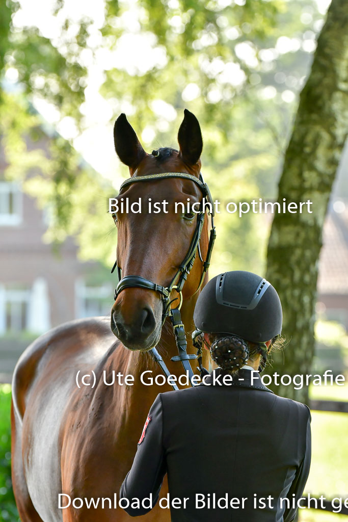 Goldene Schärpe PFerde  in Löningen  11+12.6.22 | 12062022 Vormustern_054 