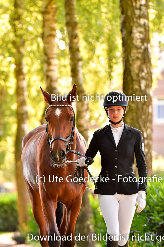 Goldene Schärpe PFerde  in Löningen  11+12.6.22 | 12062022 Vormustern_246 