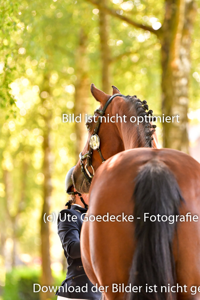 Goldene Schärpe PFerde  in Löningen  11+12.6.22 | 12062022 Vormustern_273 