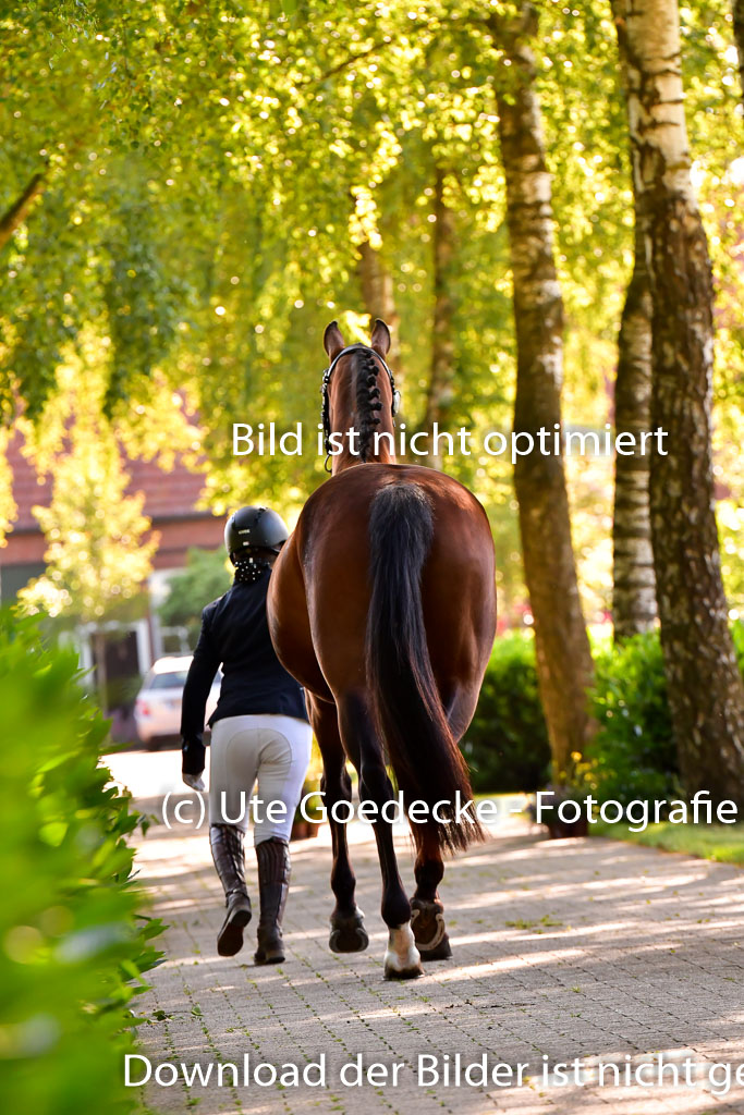 Goldene Schärpe PFerde  in Löningen  11+12.6.22 | 12062022 Vormustern_275 