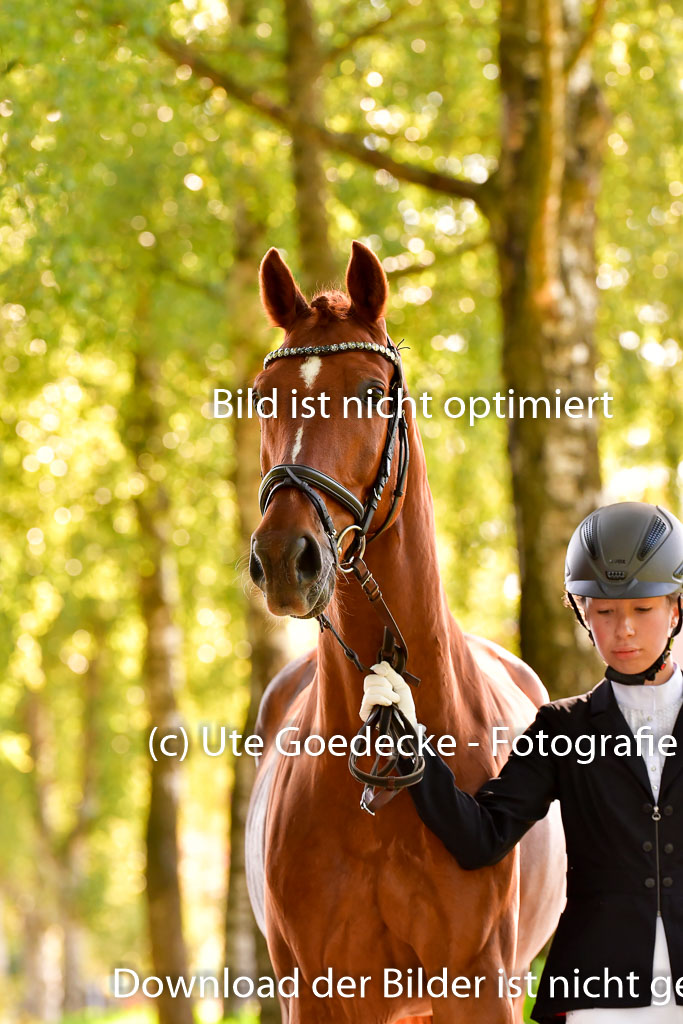 Goldene Schärpe PFerde  in Löningen  11+12.6.22 | 12062022 Vormustern_338 