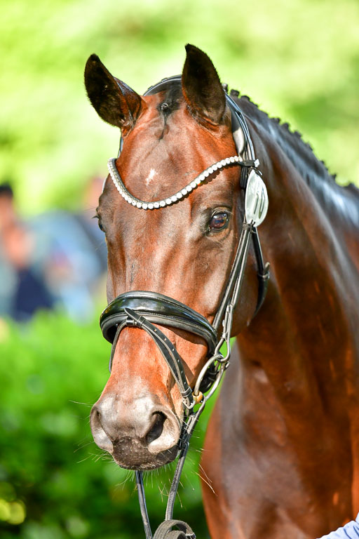 Goldene Schärpe PFerde  in Löningen  11+12.6.22 | 12062022 Vormustern_042 