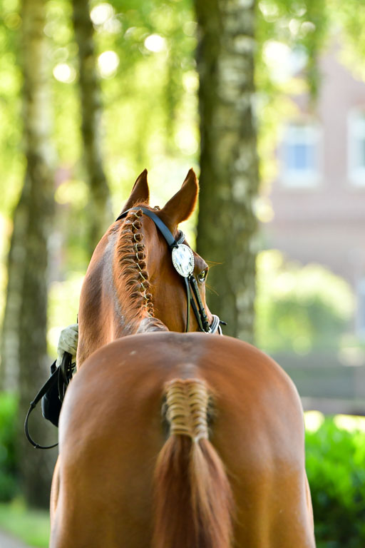 Goldene Schärpe PFerde  in Löningen  11+12.6.22 | 12062022 Vormustern_084 