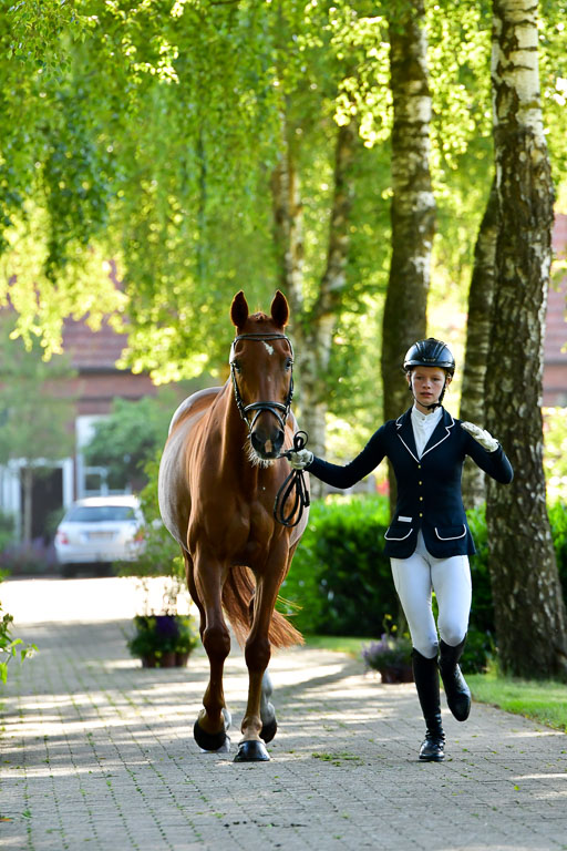 Goldene Schärpe PFerde  in Löningen  11+12.6.22 | 12062022 Vormustern_086 