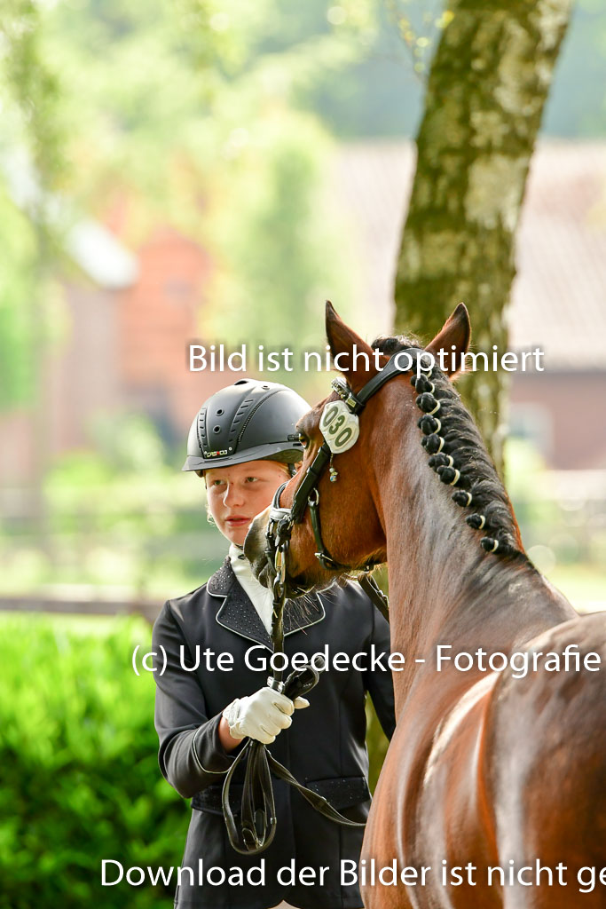 Goldene Schärpe Ponys in Löningen 4+5.6.22 | 05062022 Vormustern_053