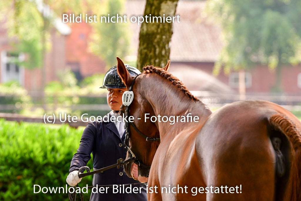 Goldene Schärpe Ponys in Löningen 4+5.6.22 | 05062022 Vormustern_097