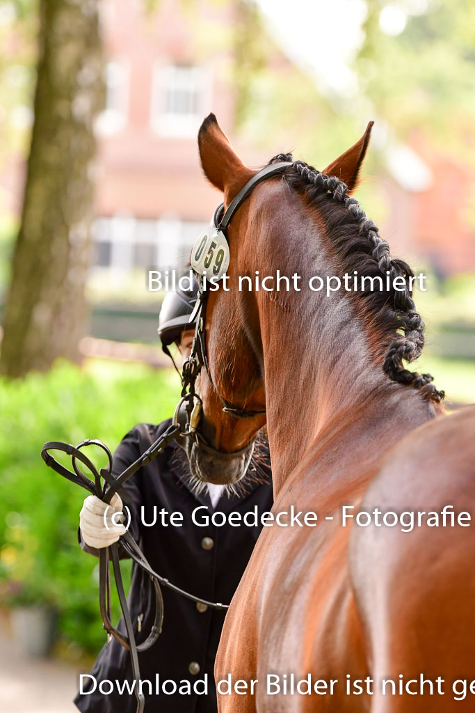 Goldene Schärpe Ponys in Löningen 4+5.6.22 | 05062022 Vormustern_122
