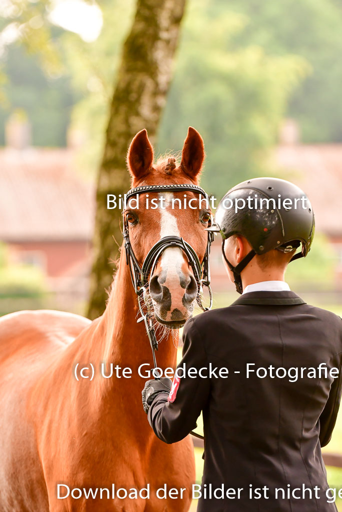 Goldene Schärpe Ponys in Löningen 4+5.6.22 | 05062022 Vormustern_219