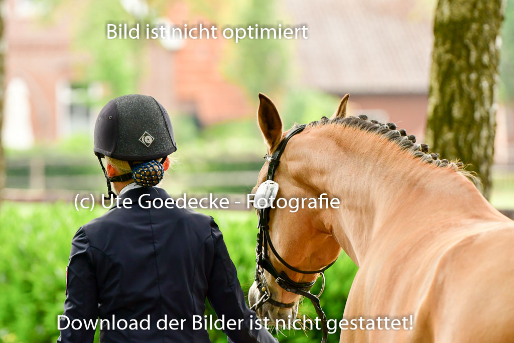 Goldene Schärpe Ponys in Löningen 4+5.6.22 | 05062022 Vormustern_235