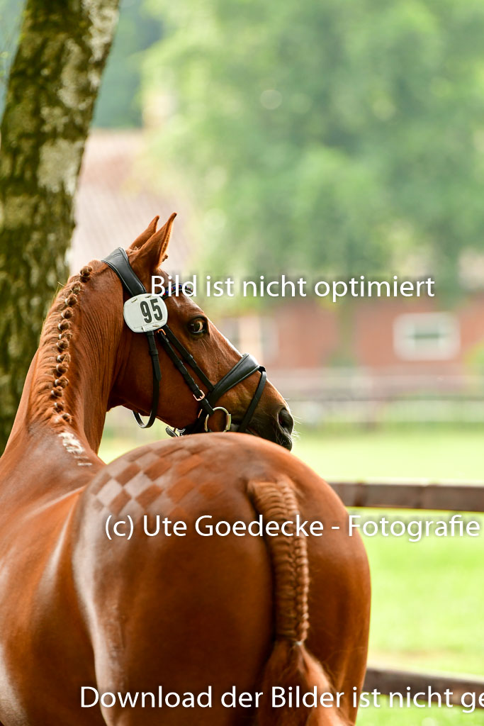 Goldene Schärpe Ponys in Löningen 4+5.6.22 | 05062022 Vormustern_294