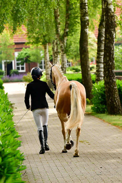 Goldene Schärpe Ponys in Löningen  4+5.6.22 | 05062022 Vormustern_006 