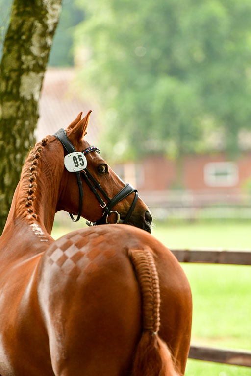 Goldene Schärpe Ponys in Löningen  4+5.6.22 | 05062022 Vormustern_294 