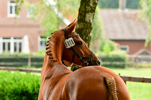 Goldene Schärpe Ponys in Löningen  4+5.6.22 | 05062022 Vormustern_324 