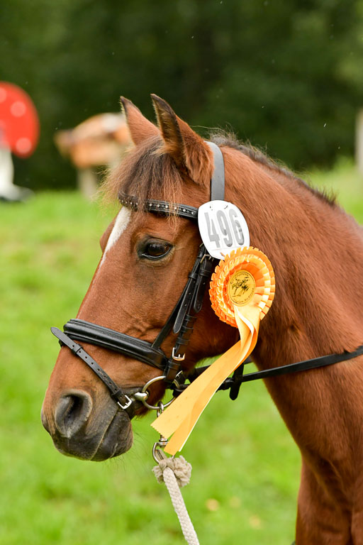 Mechtersen 24.09.2022 | 24092022 Führzügel _150 