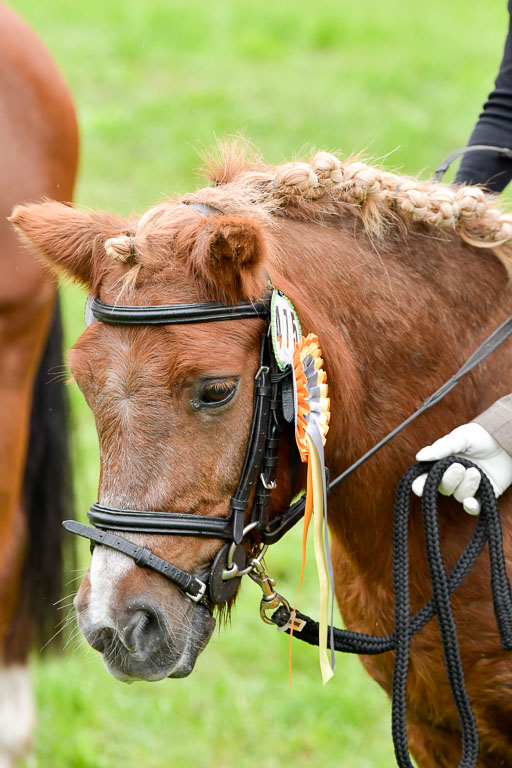 Mechtersen 24.09.2022 | 24092022 Führzügel _155 