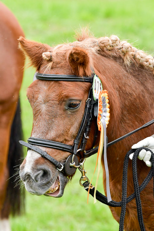 Mechtersen 24.09.2022 | 24092022 Führzügel _156 