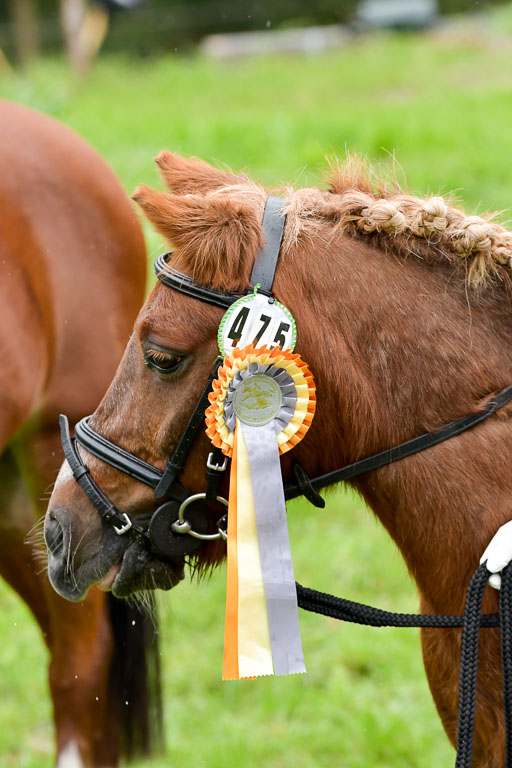 Mechtersen 24.09.2022 | 24092022 Führzügel _157 