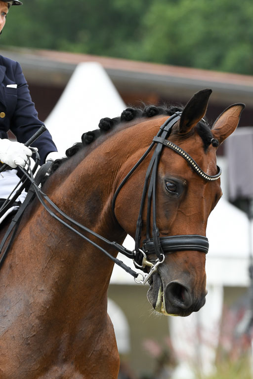 Anakenenhof    Dressur  25.08.2023 | Anakenenhof Prfg 2_052 