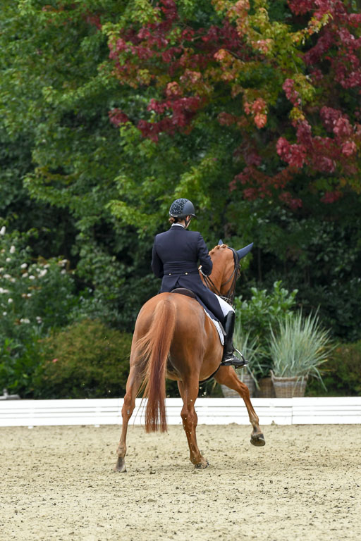 Anakenenhof    Dressur  25.08.2023 | Anakenenhof Prfg 2_141 