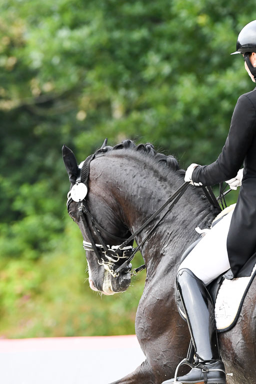 Anakenenhof    Dressur  25.08.2023 | Anakenenhof Prfg 3_119 