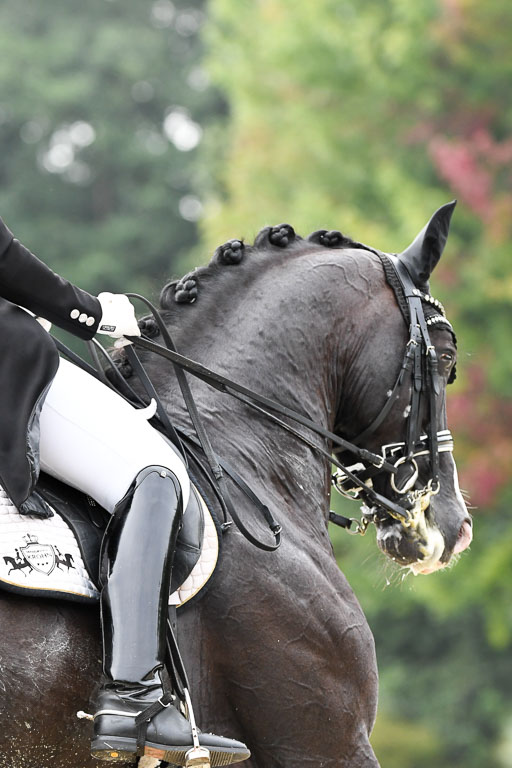 Anakenenhof    Dressur  25.08.2023 | Anakenenhof Prfg 3_127 