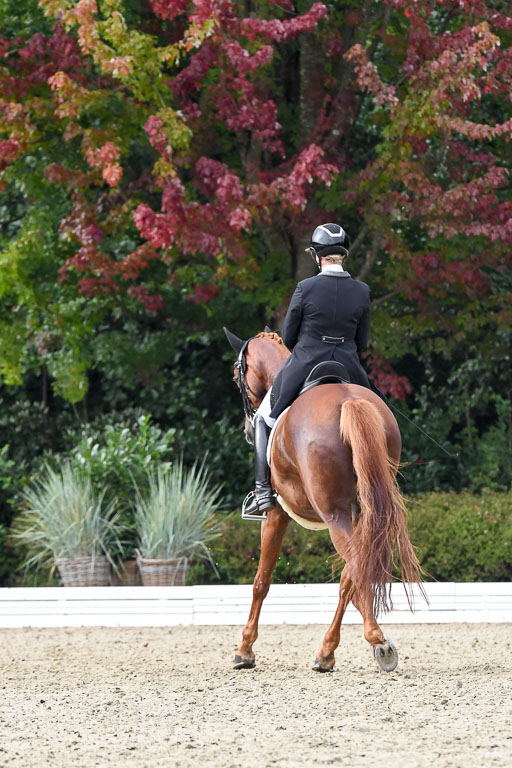 Anakenenhof    Dressur  25.08.2023 | Anakenenhof Prfg 3_297 