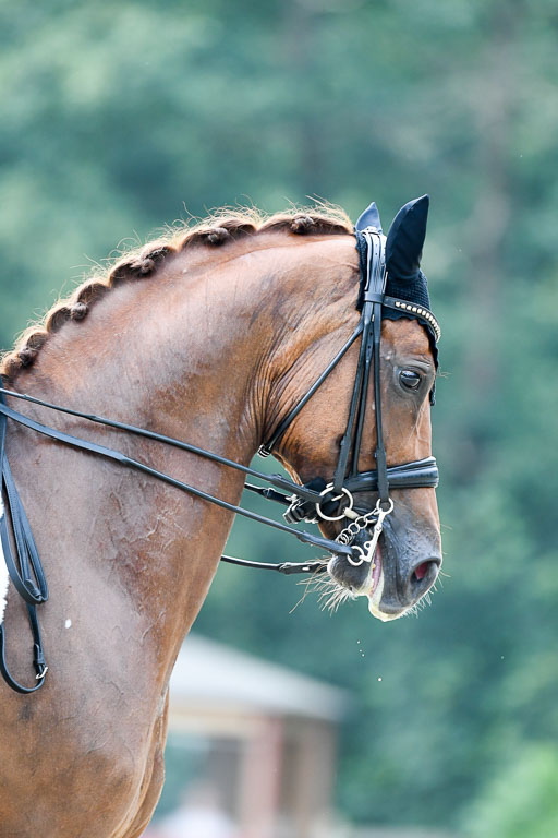 Anakenenhof    Dressur  25.08.2023 | Anakenenhof Prfg 3_468 