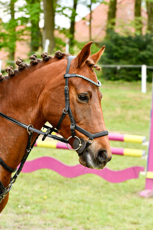 Quali für Goldene Schärpe Ponys in Berge   6+7.5.23 | Anna Hümmeler - Daily Motion_16 