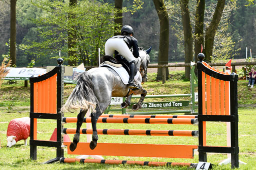 Quali für Goldene Schärpe Ponys in Berge   6+7.5.23 | Eva Kotschofsky  - Ranger_19 