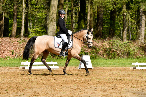 Quali für Goldene Schärpe Ponys in Berge   6+7.5.23 | Malin Brackmann - Gino_06 