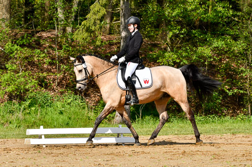 Quali für Goldene Schärpe Ponys in Berge   6+7.5.23 | Malin Brackmann - Gino_10 