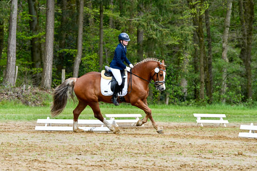 Quali für Goldene Schärpe Ponys in Berge   6+7.5.23 | Mathilda vor dem Brocke - Awakino Golden Glory_14 