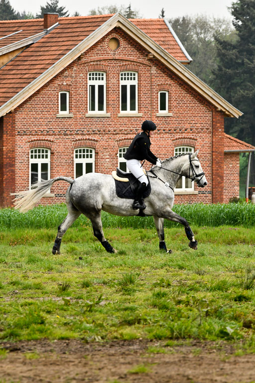 Quali für Goldene Schärpe Ponys in Berge   6+7.5.23 | Stine Genke - Grey_36 
