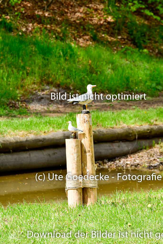 Quali für Goldene Schärpe Ponys in Berge 6+7.5.23 | Impressionen_43