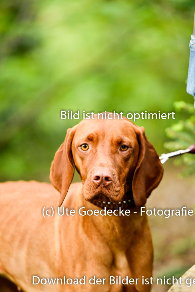 Quali für Goldene Schärpe Ponys in Berge 6+7.5.23 | Impressionen_54