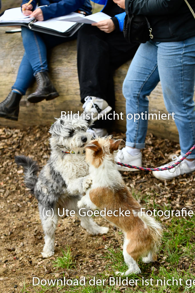 Quali für Goldene Schärpe Ponys in Berge 6+7.5.23 | Impressionen_59