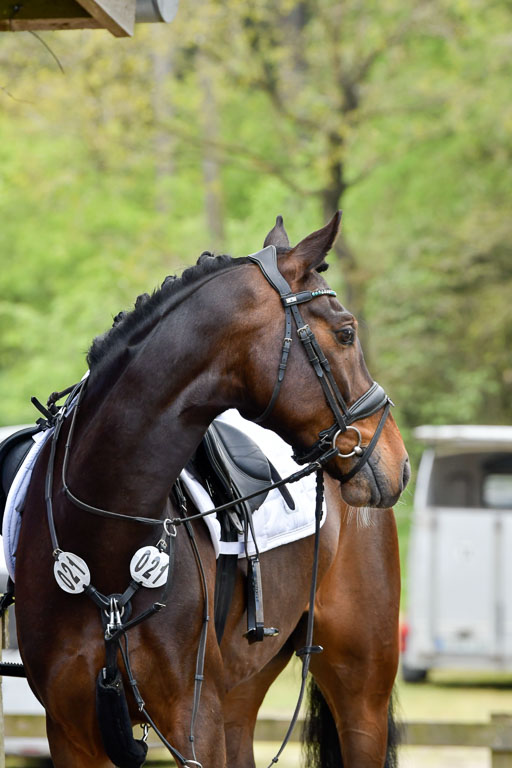 Quali für Goldene Schärpe Ponys in Berge   6+7.5.23 | Impressionen_26 